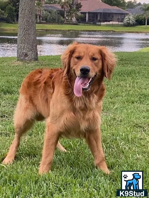 Golden Retriever stud dog